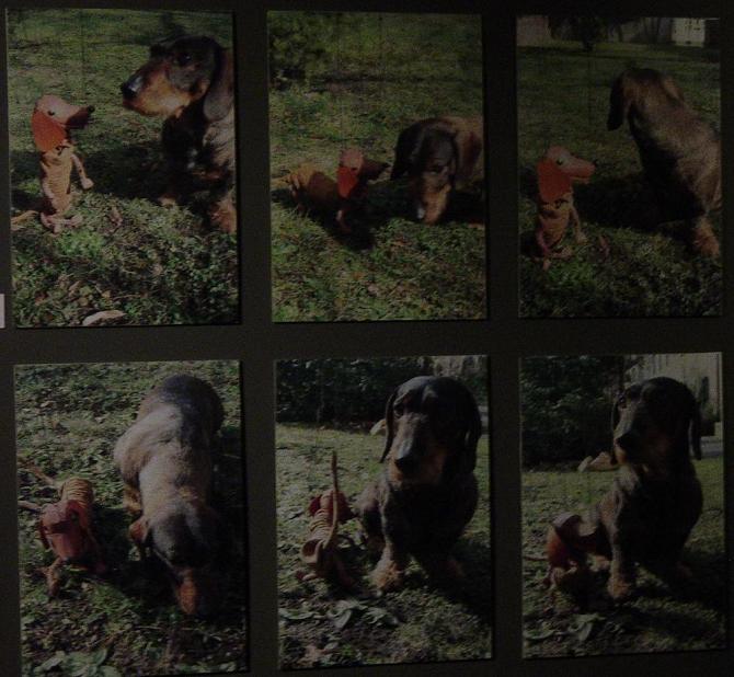16 puppy puppet.JPG
